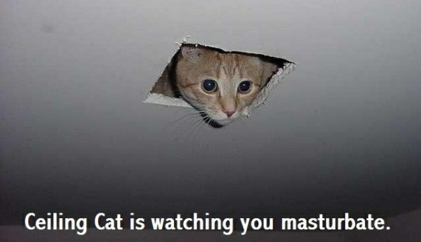 CEILING CAT IS WATCHING YOU MASTURBATE